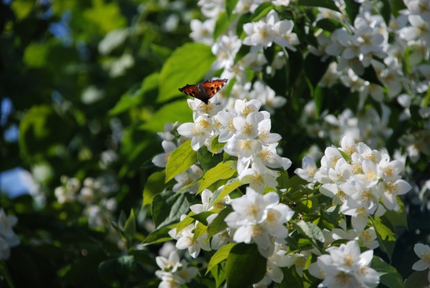 Frei wie ein Schmetterling