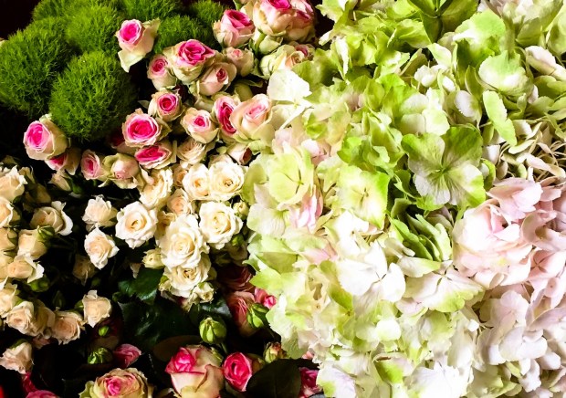 2019-02-18 Foto Blumen_Wolfram Motzel